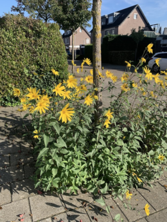 Opfrisbeurt voor je geadopteerde boomspiegel?