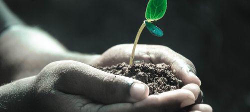 Stadslandbouw mooieweg