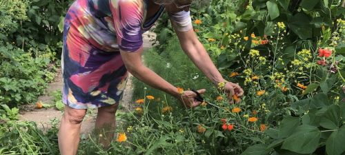 Arnhemse wijken op weg naar 20% lokaal voedsel in 2035