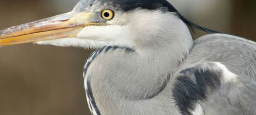 Oproep Maand van de Stadsnatuur 2026