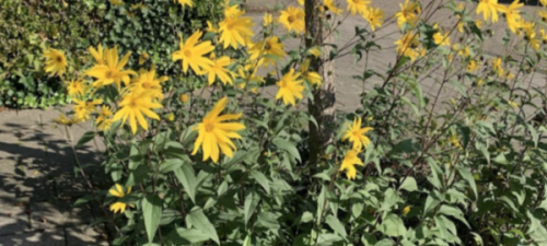 Opfrisbeurt voor je geadopteerde boomspiegel?