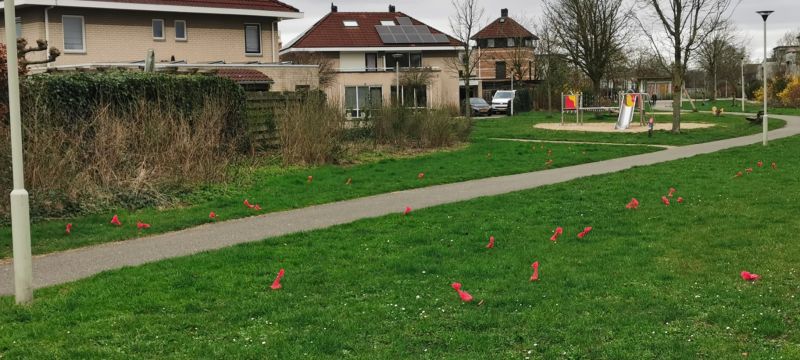 Nieuw soort bloemen?