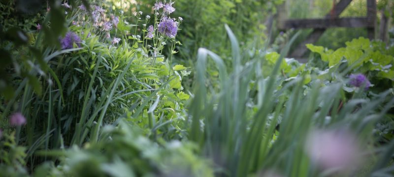 Zomeractiviteiten op Stadsboerderij de Korenmaat